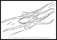 How to Draw a Water Spider
