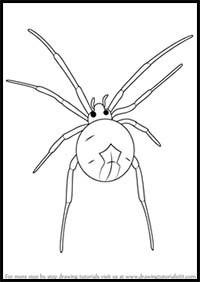 How to Draw a Widow Spider