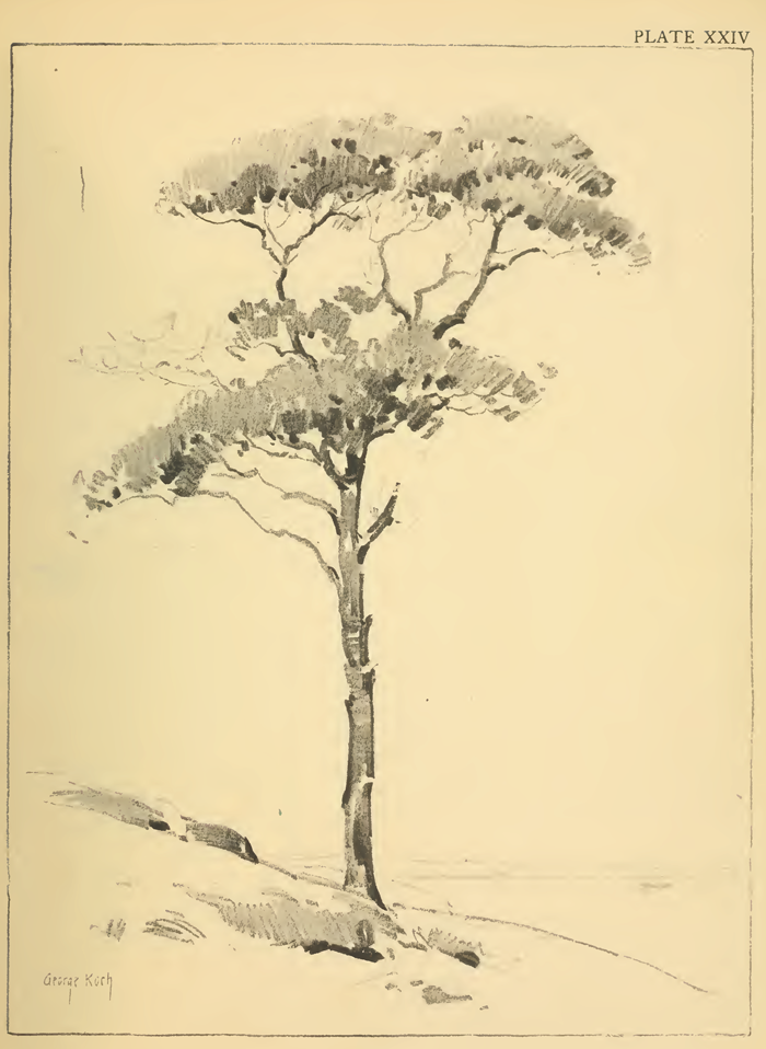 How to Draw Trees