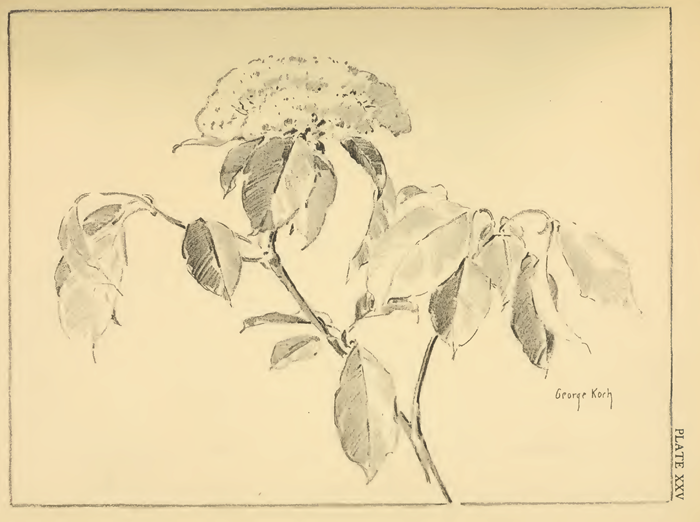 Drawing Flowers with Pencils